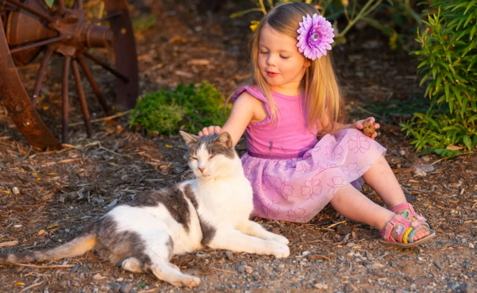 Gray & white cat laying next to a girl in a pink dress